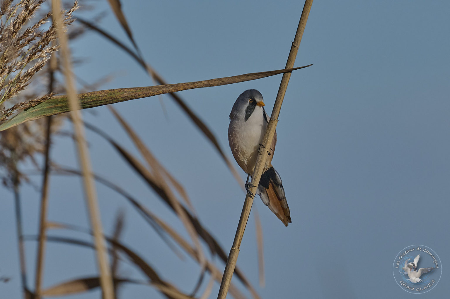 La Panure Moustaches Les Oiseaux De Camargue