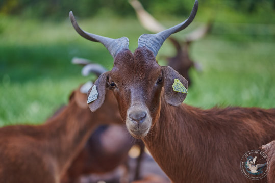 Chèvre du Rove