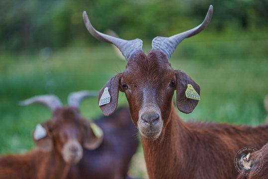 Chèvre du Rove