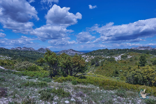 Les Alpilles