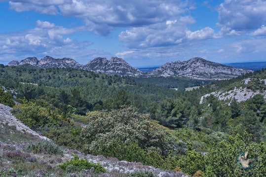 Les Alpilles