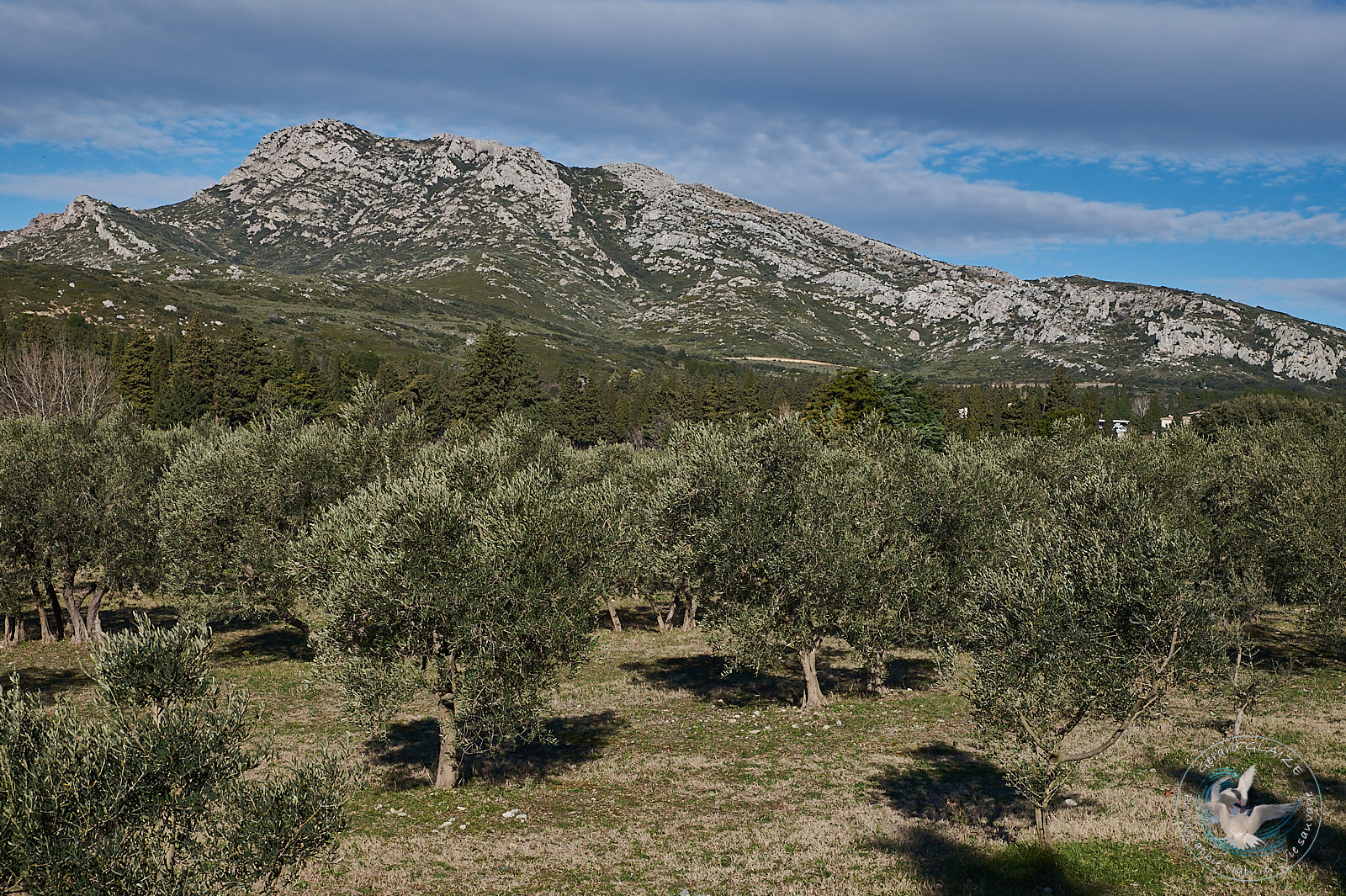 Oliviers en Provence