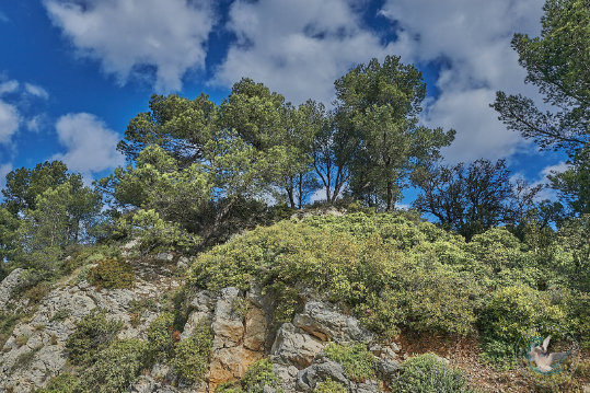 Les Alpilles