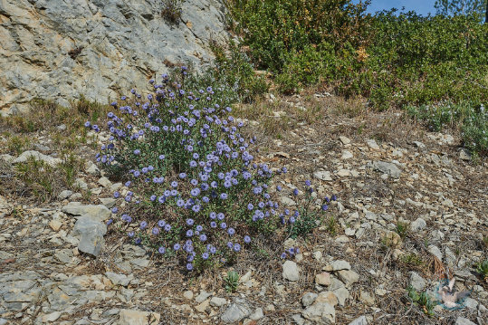 Flore des Alpilles