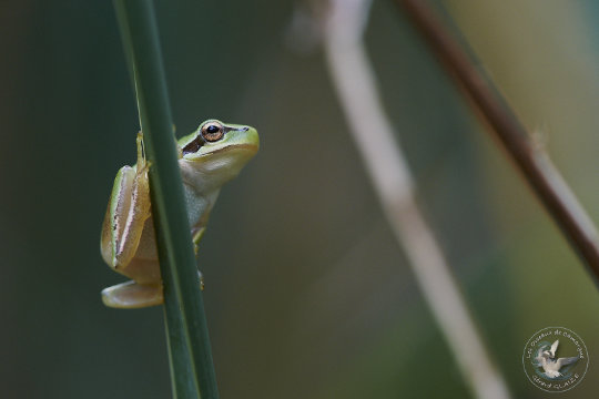 Rainette méridionale