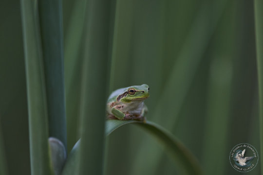 Rainette méridionale