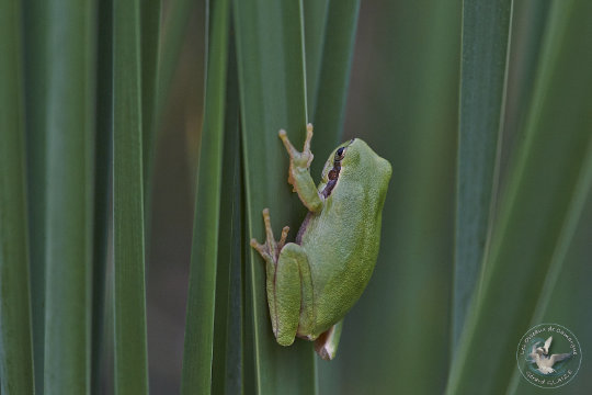 Rainette méridionale