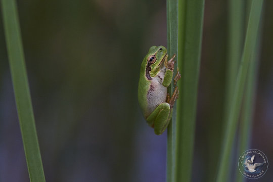 Rainette méridionale
