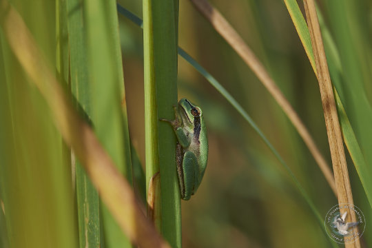Rainette méridionale