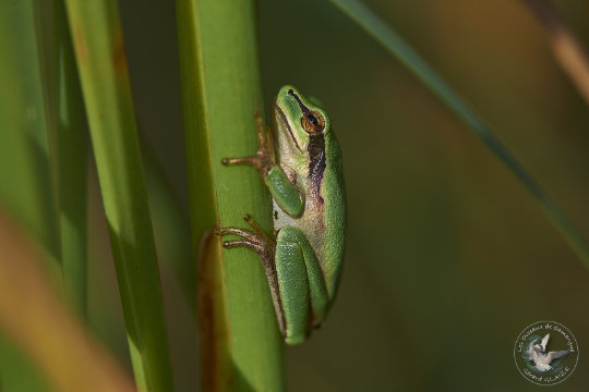 Rainette méridionale