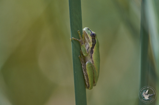 Southern tree frog