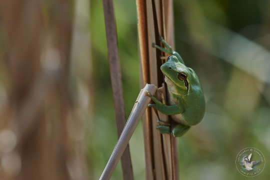 Rainette méridionale