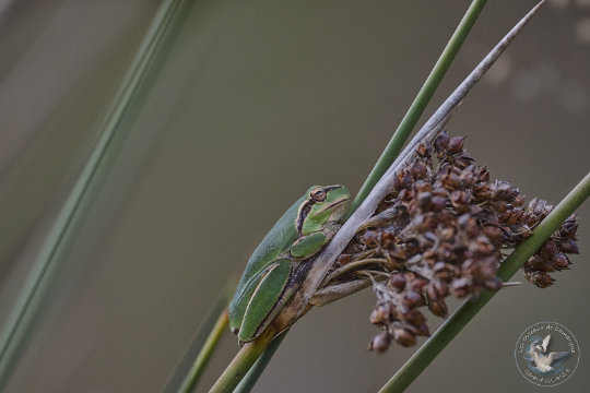 Rainette méridionale