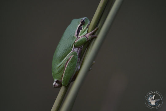 Rainette méridionale