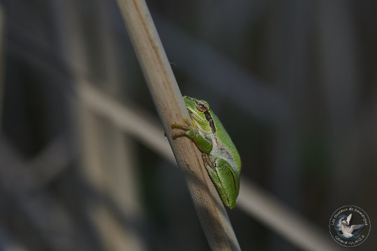 Rainette méridionale