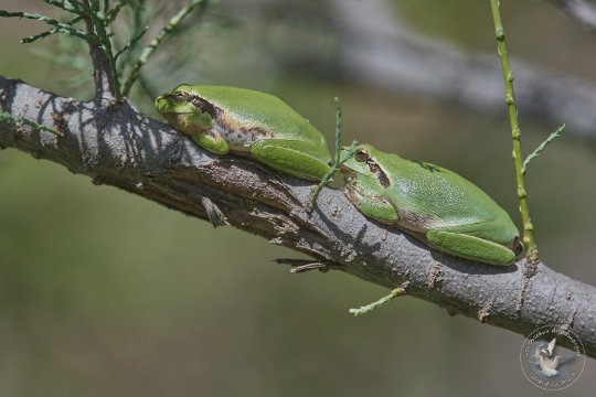 Rainette méridionale