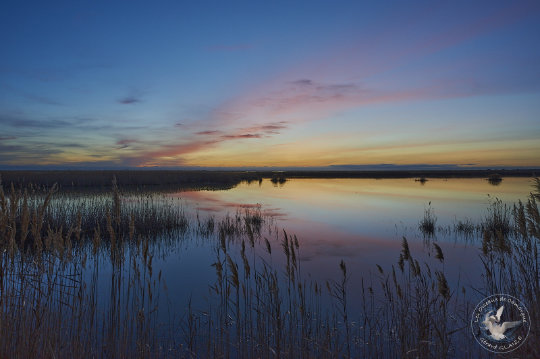 paysage de Camargue
