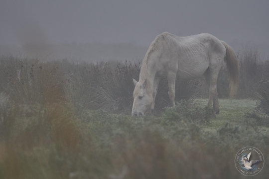 chevaux de Camargue