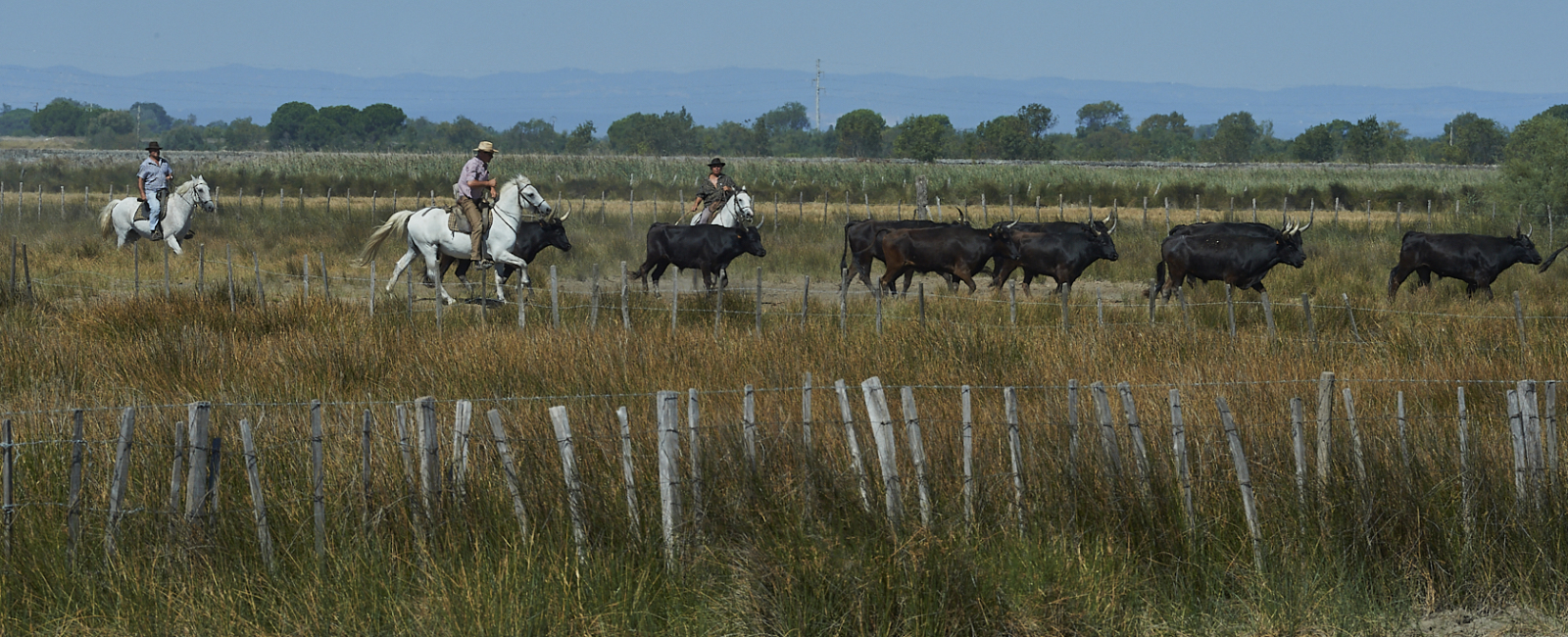 Manadier et taureaux