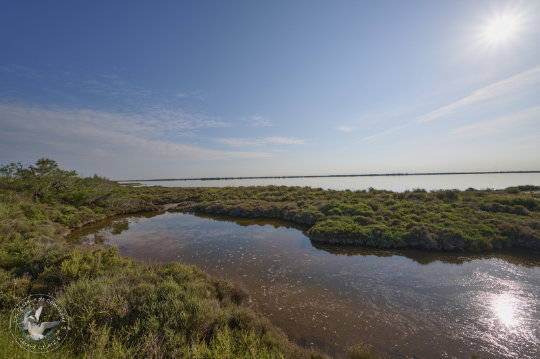 paysage de Camargue