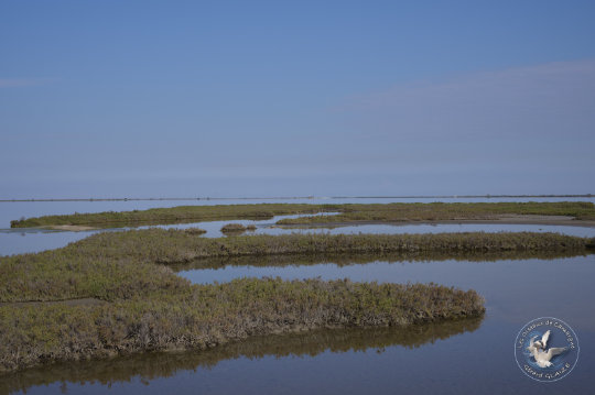 paysage de Camargue