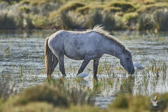 chevaux de Camargue