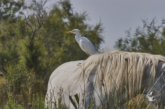 chevaux de Camargue