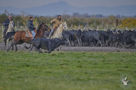 taureau de Camargue