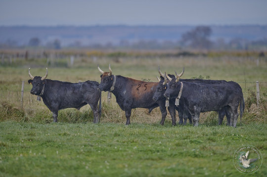 taureau de Camargue