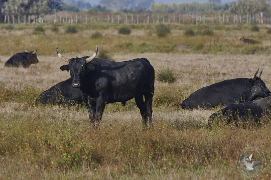 taureau de Camargue