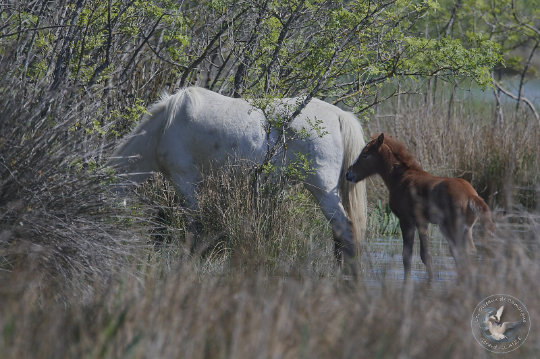 chevaux de Camargue