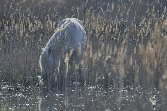 chevaux de Camargue