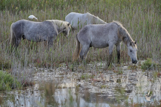 chevaux de Camargue