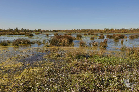paysage de Camargue