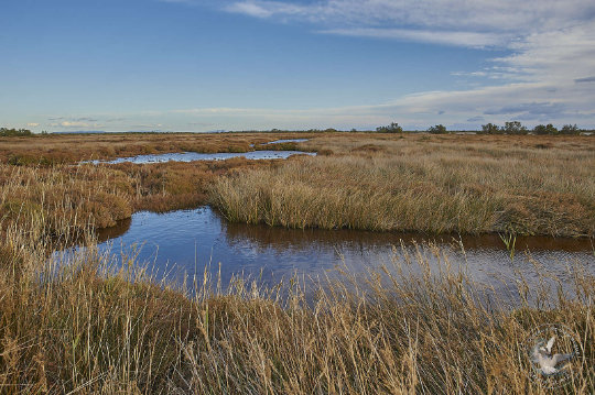 paysage de Camargue