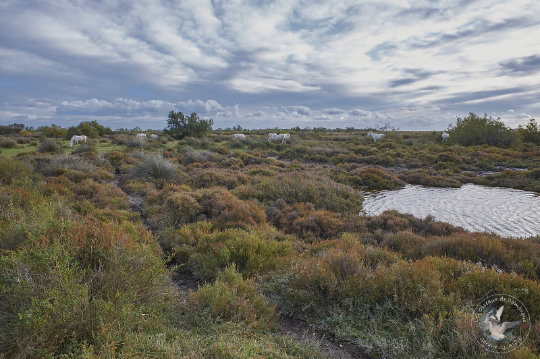paysage de Camargue