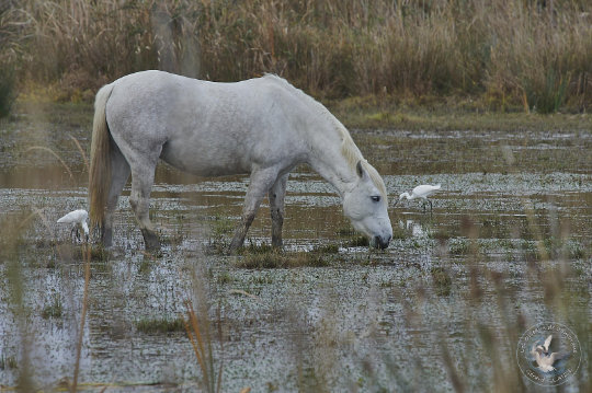 chevaux de Camargue