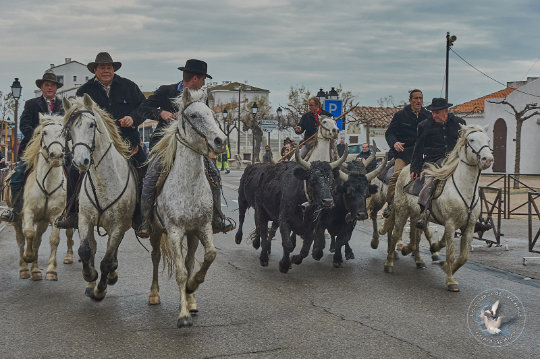 taureau de Camargue