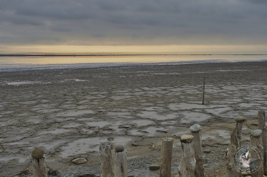 paysage de Camargue