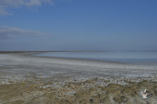 paysage de Camargue