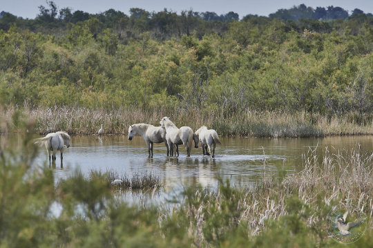 chevaux de Camargue