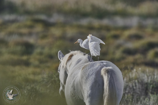 chevaux de Camargue