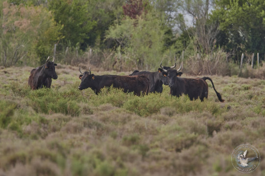 taureau de Camargue