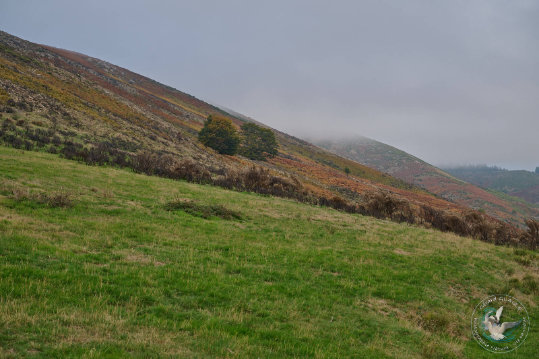 Paysage des Grands Causses