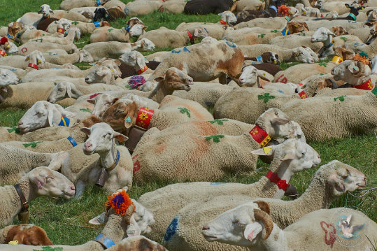 Transhumance en Cévennes