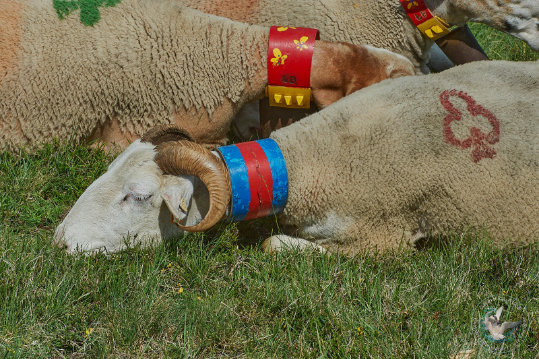 Transhumance en Cévennes
