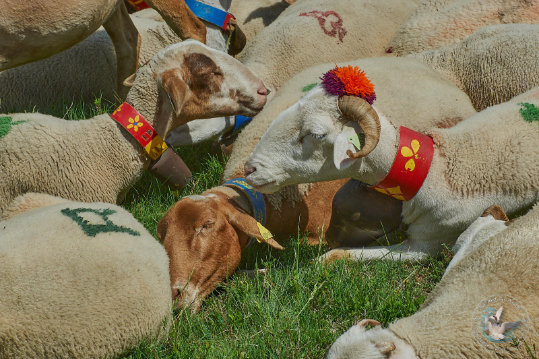 Transhumance en Cévennes