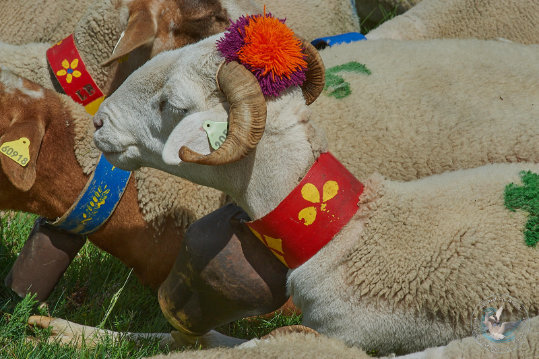 Transhumance en Cévennes