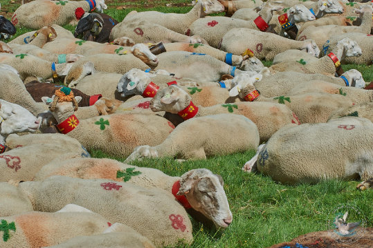 Transhumance en Cévennes