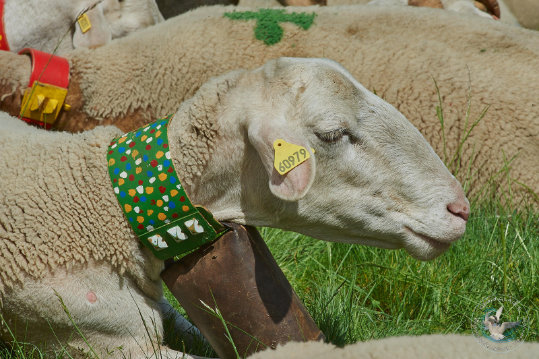 Transhumance en Cévennes